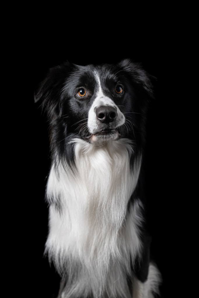 dog photography